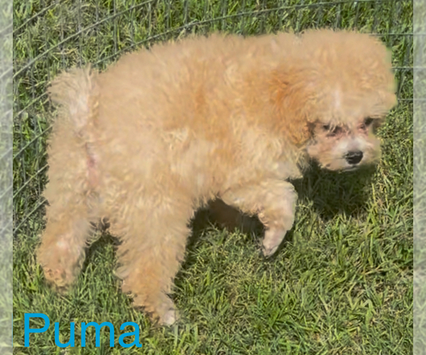 Medium Photo #1 Poodle (Toy) Puppy For Sale in AZLE, TX, USA