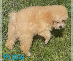 Poodle (Toy) Puppy for sale in AZLE, TX, USA