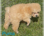 Small Poodle (Toy)