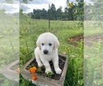 Small Photo #18 English Cream Golden Retriever Puppy For Sale in PROSPECT, VA, USA