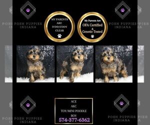 Poodle (Toy) Puppy for sale in WARSAW, IN, USA