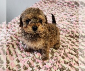 Poodle (Toy) Puppy for sale in SENECA FALLS, NY, USA