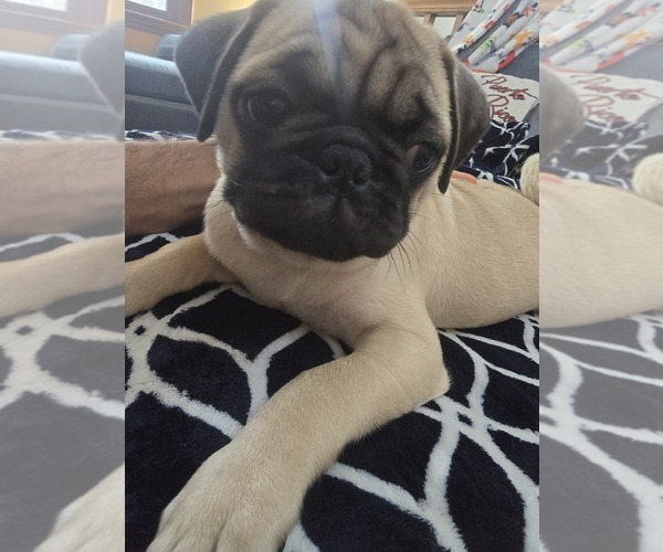 Medium Photo #2 Pug Puppy For Sale in NEW IPSWICH, NH, USA