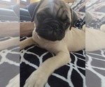 Small #1 Pug