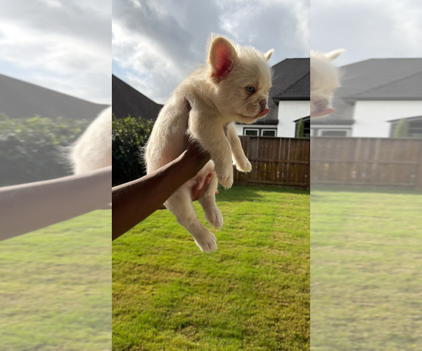 Medium Photo #1 French Bulldog Puppy For Sale in IOWA COLONY, TX, USA