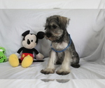 Small #2 Schnauzer (Miniature)