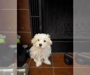 Maltese-Yorkelties Mix Puppy for sale in ARLINGTON, TX, USA