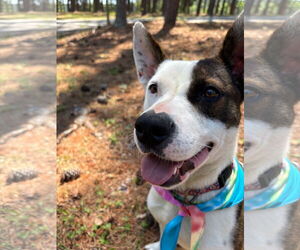 Mutt Dogs for adoption in McCormick, SC, USA