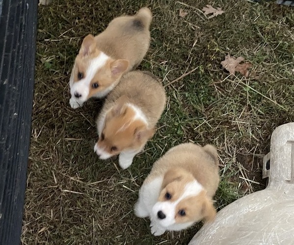 Medium Photo #11 Pembroke Welsh Corgi Puppy For Sale in NATHALIE, VA, USA