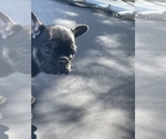 Small Photo #7 French Bulldog Puppy For Sale in TEMPLETON, CA, USA