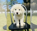 Small Photo #2 Great Pyrenees Puppy For Sale in OCALA, FL, USA