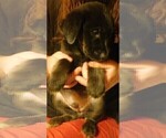 Small Photo #18 Golden Labrador Puppy For Sale in IDAHO SPRINGS, CO, USA