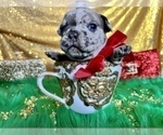 Small #28 French Bulldog