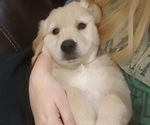 Small Photo #6 Golden Retriever Puppy For Sale in GANADO, TX, USA