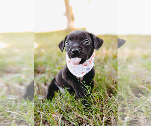 Medium Photo #2 American Staffordshire Terrier-Labrador Retriever Mix Puppy For Sale in Princeton, MN, USA