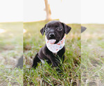 Small #1 American Staffordshire Terrier-Labrador Retriever Mix