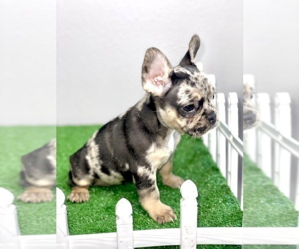 Medium Photo #24 French Bulldog Puppy For Sale in DENVER, CO, USA