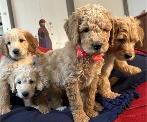 Goldendoodle Puppy for sale in ARCADIA, OR, USA