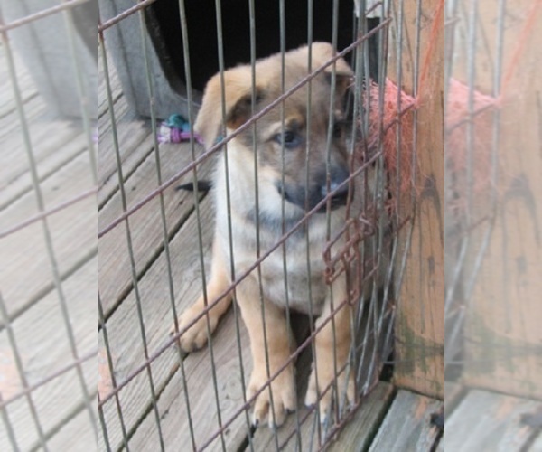 Medium Photo #12 German Shepherd Dog Puppy For Sale in WYTHEVILLE, VA, USA