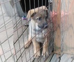 Small Photo #12 German Shepherd Dog Puppy For Sale in WYTHEVILLE, VA, USA
