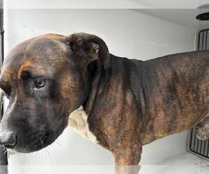 Mutt Dogs for adoption in Houston, TX, USA