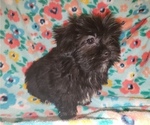 Small Photo #1 Shorkie Tzu Puppy For Sale in WALSH, IL, USA