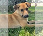 Small Photo #9 Mutt Puppy For Sale in Woodbury, NY, USA