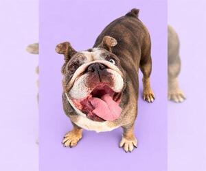 Bulldog Dogs for adoption in HESPERIA, CA, USA