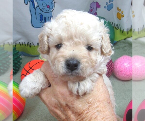 Medium Photo #3 Cavapoo Puppy For Sale in RATTAN, OK, USA