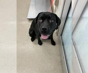 Mutt Dogs for adoption in Grand Prairie, TX, USA