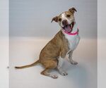 Small #6 Boxer Mix