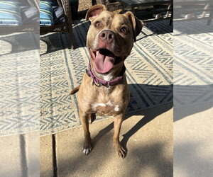 Frankie - Female American Staffordshire Terrier-Unknown Mix Dog for Adoption - Photo #14