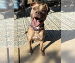 Small Photo #14 American Staffordshire Terrier-Unknown Mix Puppy For Sale in Spotsylvania, VA, USA