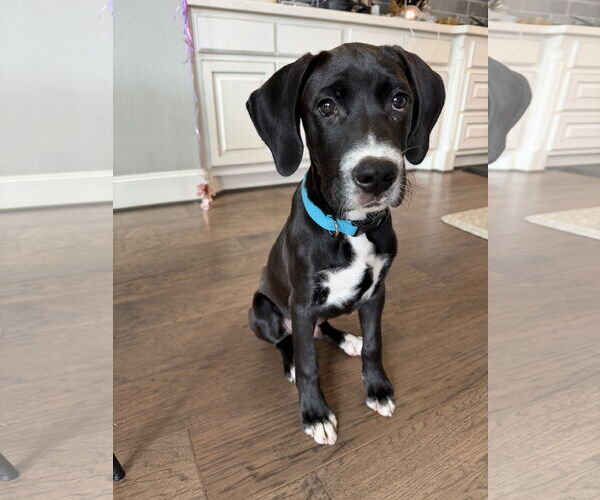 Medium Photo #1 Great Dane-Labrador Retriever Mix Puppy For Sale in The Woodlands, TX, USA