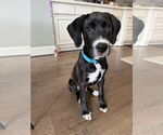 Small Great Dane-Labrador Retriever Mix