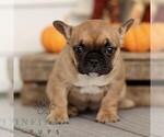 Small #2 French Bulldog