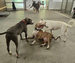 Small #3 Boxer Mix
