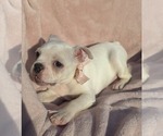 Small Photo #19 Boston Terrier Puppy For Sale in ALBANY, OH, USA