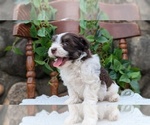 Small Photo #58 Havanese Puppy For Sale in GOSHEN, IN, USA