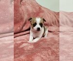 Small Photo #35 Chihuahua Puppy For Sale in MOUNT AIRY, NC, USA