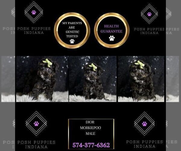 Medium Photo #61 Morkie Puppy For Sale in WARSAW, IN, USA