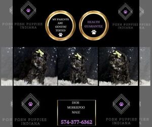 Medium Morkie