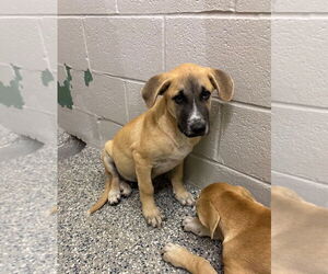 Mutt Dogs for adoption in Oakhurst, NJ, USA