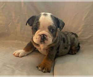 English Bulldog Puppy for sale in JOHNS ISLAND, SC, USA