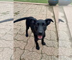 Small Photo #8 Labrador Retriever-Unknown Mix Puppy For Sale in Hillsboro, MO, USA