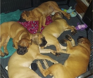 Cane Corso Puppy for Sale in NORTH ADAMS, Massachusetts USA