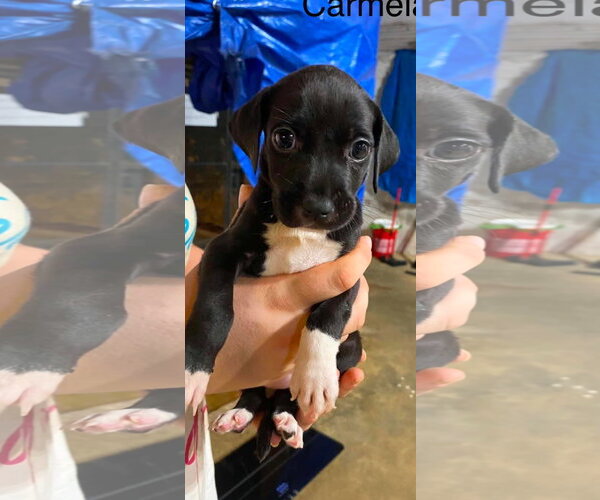 Medium Photo #3 Beagle-Unknown Mix Puppy For Sale in Brooksville, FL, USA