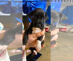 Small #2 Beagle Mix