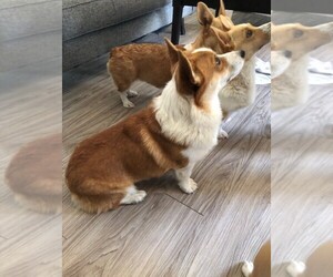Father of the Pembroke Welsh Corgi puppies born on 05/20/2023