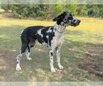 Small #1 Great Dane Mix